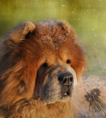 Amusing dog in seeds of a fluffy dandelion