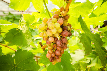White ripe grape clusters.grape harvest Ripe grapes in fall.