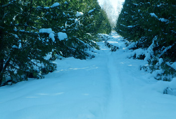 Winter forest, landscape