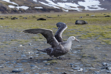 Giant petrel