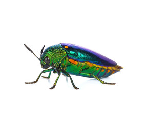 Jewel beetle, Metallic wood-boring beetle on white background