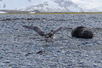 Obraz premium Giant petrel