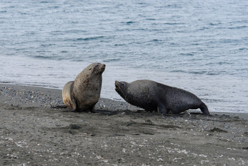 Fur seal