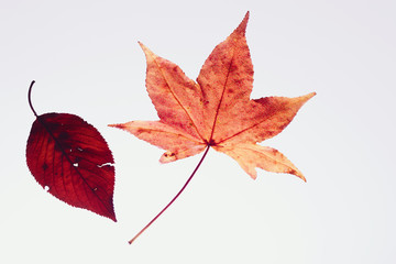 紅葉 落ち葉 枯れ葉 Wall Mural Wallpaper Murals Wallsheaven Tk6