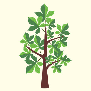 Vector Illustration of chestnut tree with two color leaves on light yellow background. 