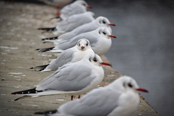 Black-headed gulls perched on the edge of the pier looking out across the water while one of them fixates the photographer