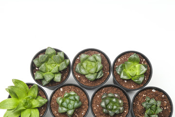 succulents isolated on white background