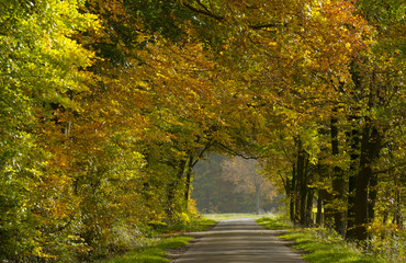 Fototapeta na wymiar Wirtschaftsweg gesäumt mit Buchen (Fagus), Herbst