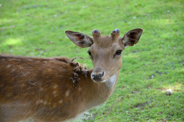 Wild animal and Detail deer Dama dama European