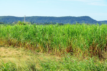 Sugar cane field on Cuba Island