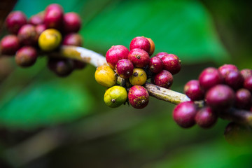 Raw Coffee beans tree