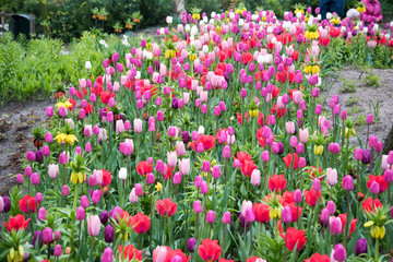 Duch tulips at the Keukenhof