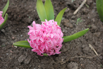  hyacinth