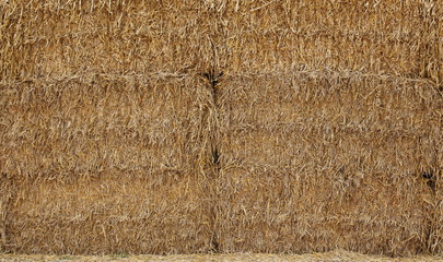 Dry hay bales on an agricultural plant
