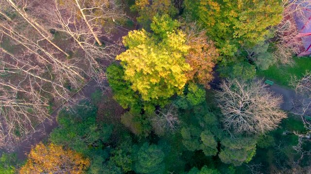 Top View of Autumn Tree