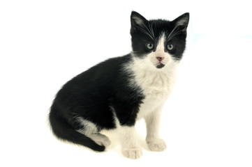 Obraz premium Chaton noir et blanc