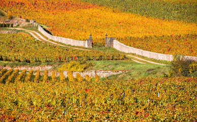 Vineyards in the autumn season, Burgundy, France