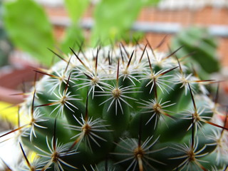 Catus