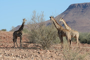 Giraffe in Namibia