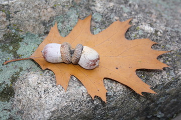 Two acorns on an oak leaf