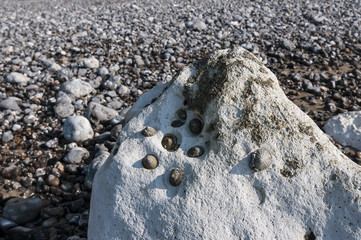 Muscheln im Stein in Le Tréport. Le Tréport ist ein französischer Ort in der Normandie. Er ist bekannt für seine  Standseilbahn und die höchste Kreidefelswand Europas (110m)