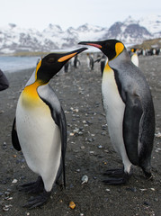 Fototapeta premium King penguins