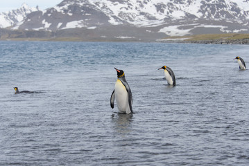 King penguins going from sea