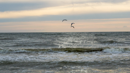 Fototapeta premium Birds sea