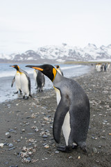 King penguins