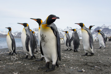 Obraz na płótnie Canvas King penguins