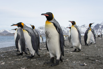 Fototapeta na wymiar King penguins