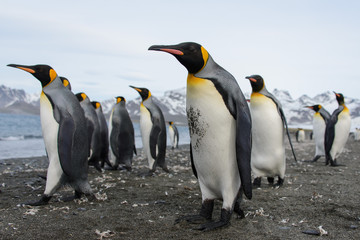 Fototapeta premium King penguins