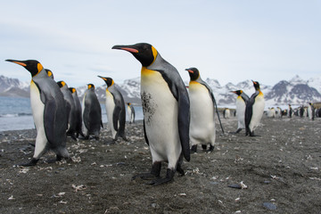 Obraz premium King penguins