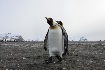 King penguin