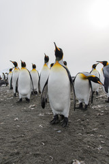 Fototapeta premium King penguin