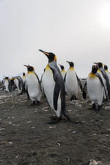 Fototapeta premium King penguin