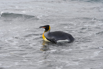 King penguin going from sea