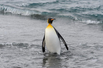 Fototapeta premium King penguin going from sea