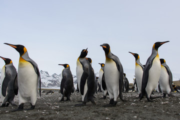 Fototapeta na wymiar King penguins