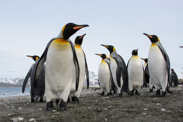 Plakat King penguins
