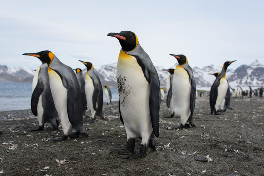 King penguins