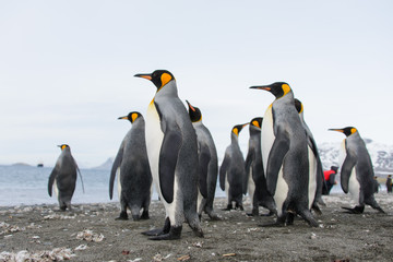 Fototapeta premium King penguins
