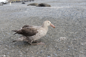 Giant petrel