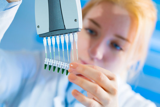 using a multi channel pipette for pcr  processing in microbiological laboratory