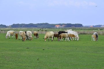 Naklejka na ściany i meble grassland with cows Texel, in The Netherlands