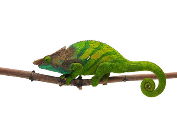 Naklejka premium Male O'shaughnessy's chameleon isolated on white background