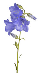 three bellflower blue large blooms on stem