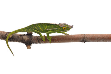 Male Lizard Wills' chameleon isolated on white background