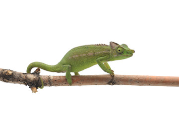 Female Lizard Antimena chameleon isolated on white background