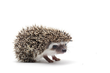 African Pygmy Hedgehog isolated on white background